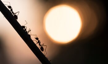 Ant Removal Portland OR