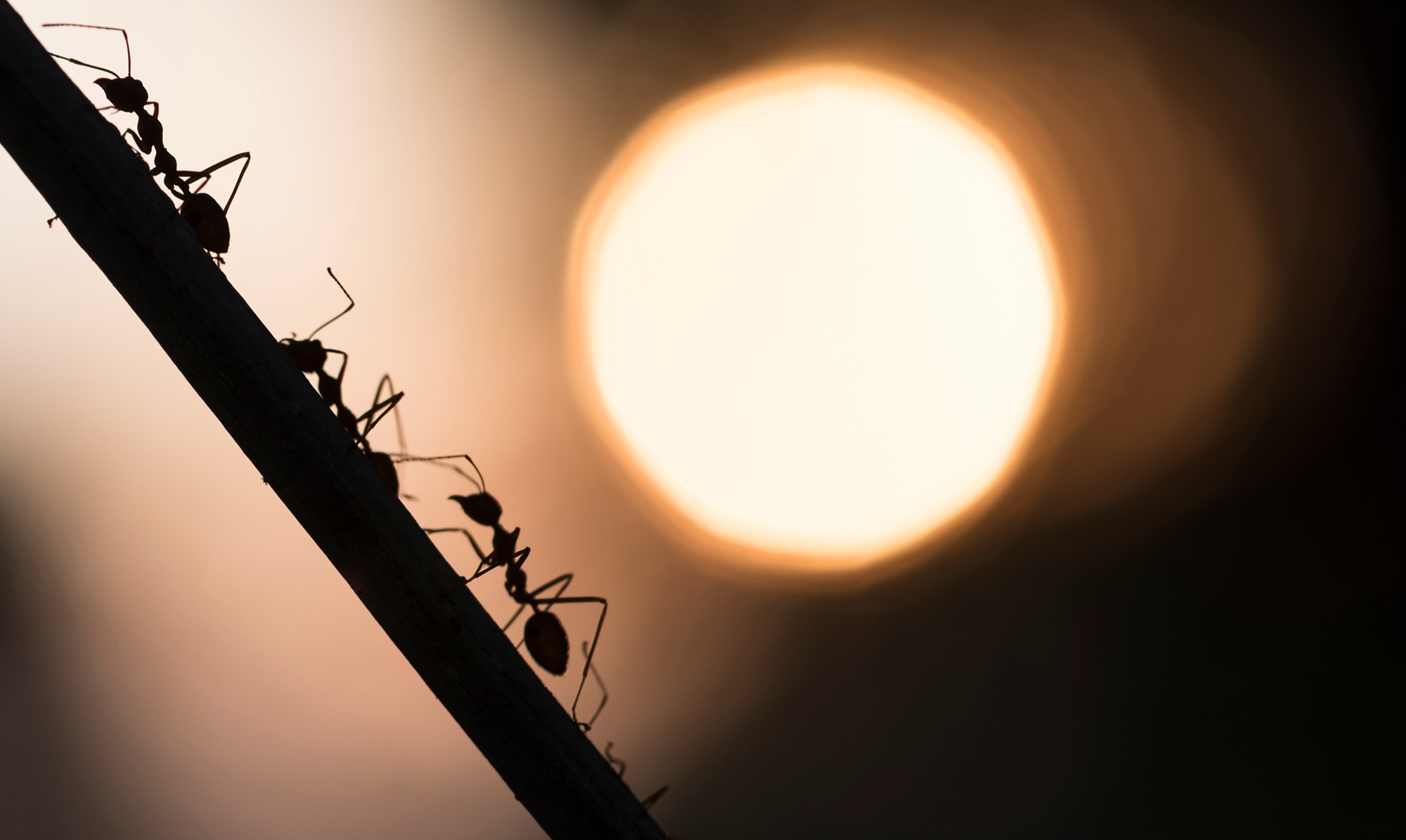 Ant Removal Portland OR