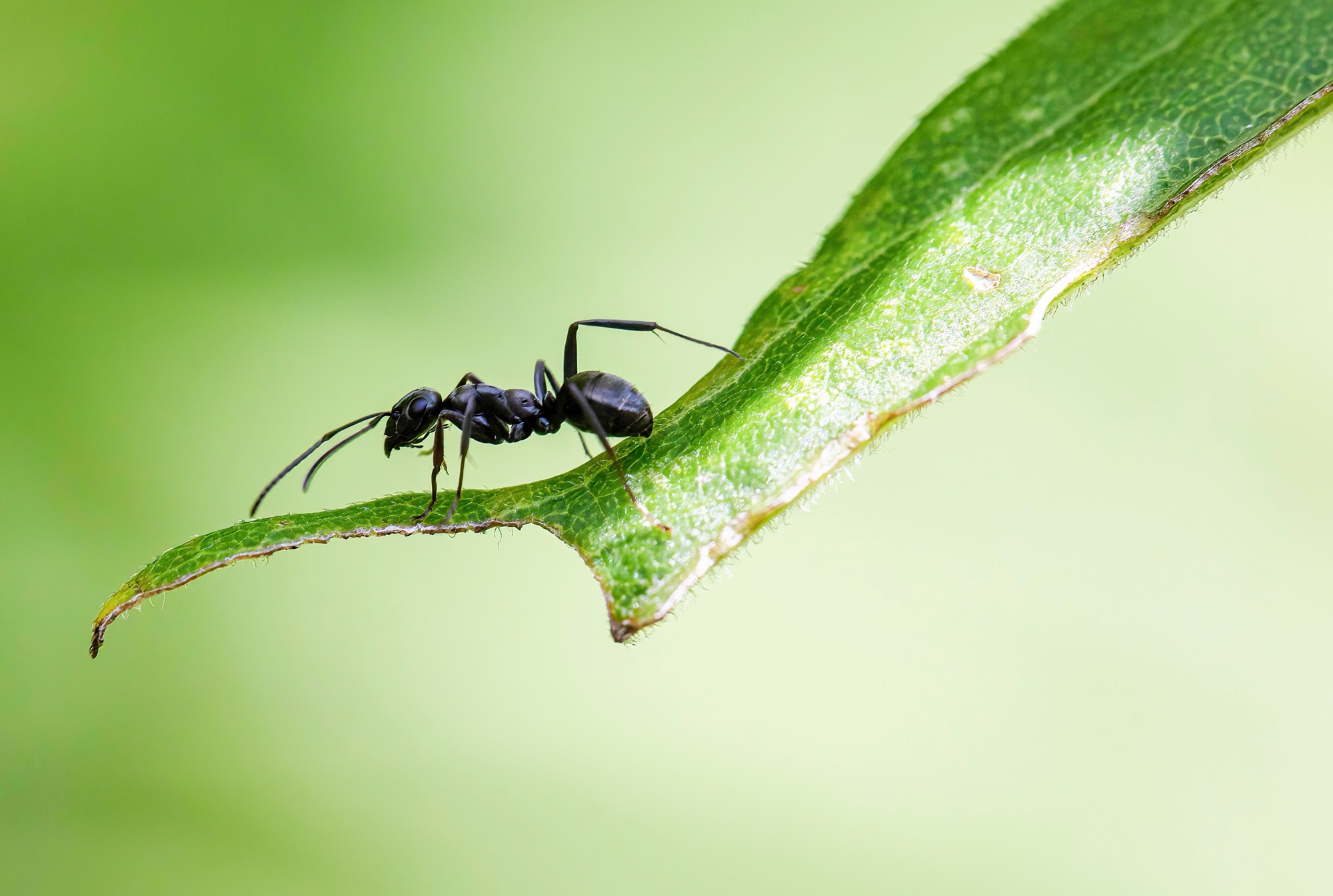 Ant Removal Portland Ant Removal Portland