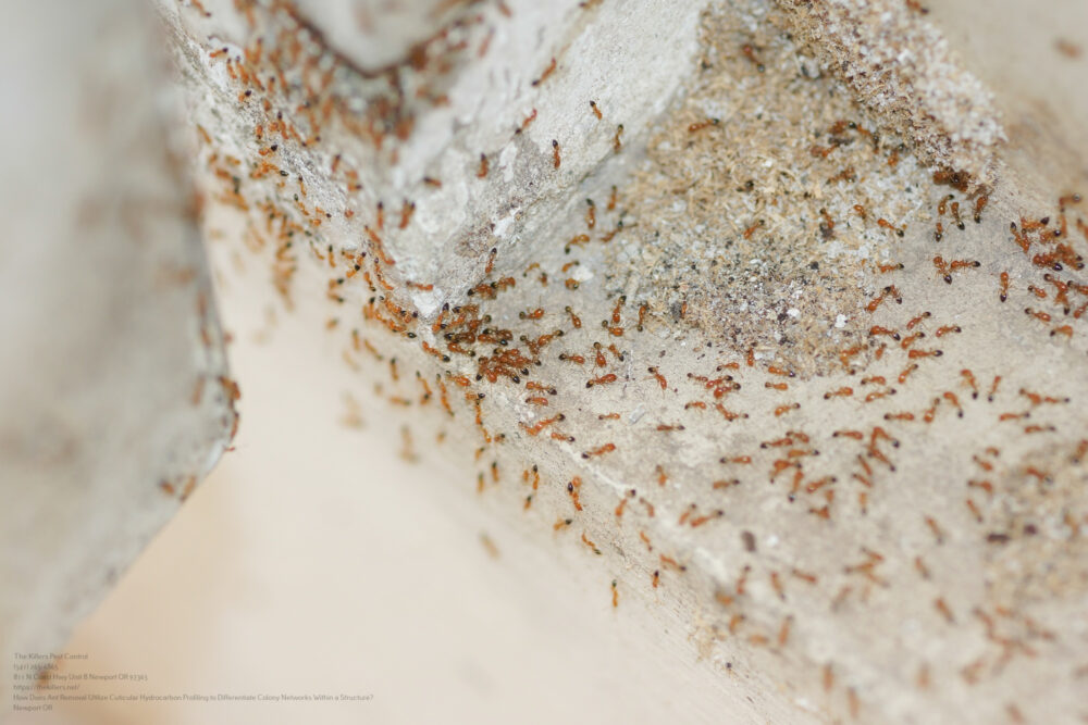 Ant Removal near me Portland