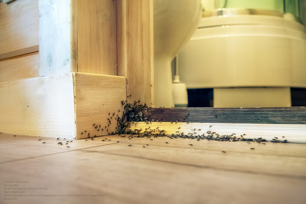 Ant Removal near me Portland OR