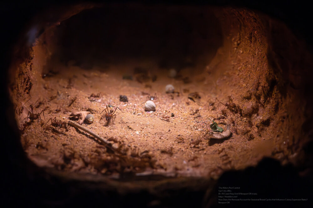 Ant Removal near me Portland