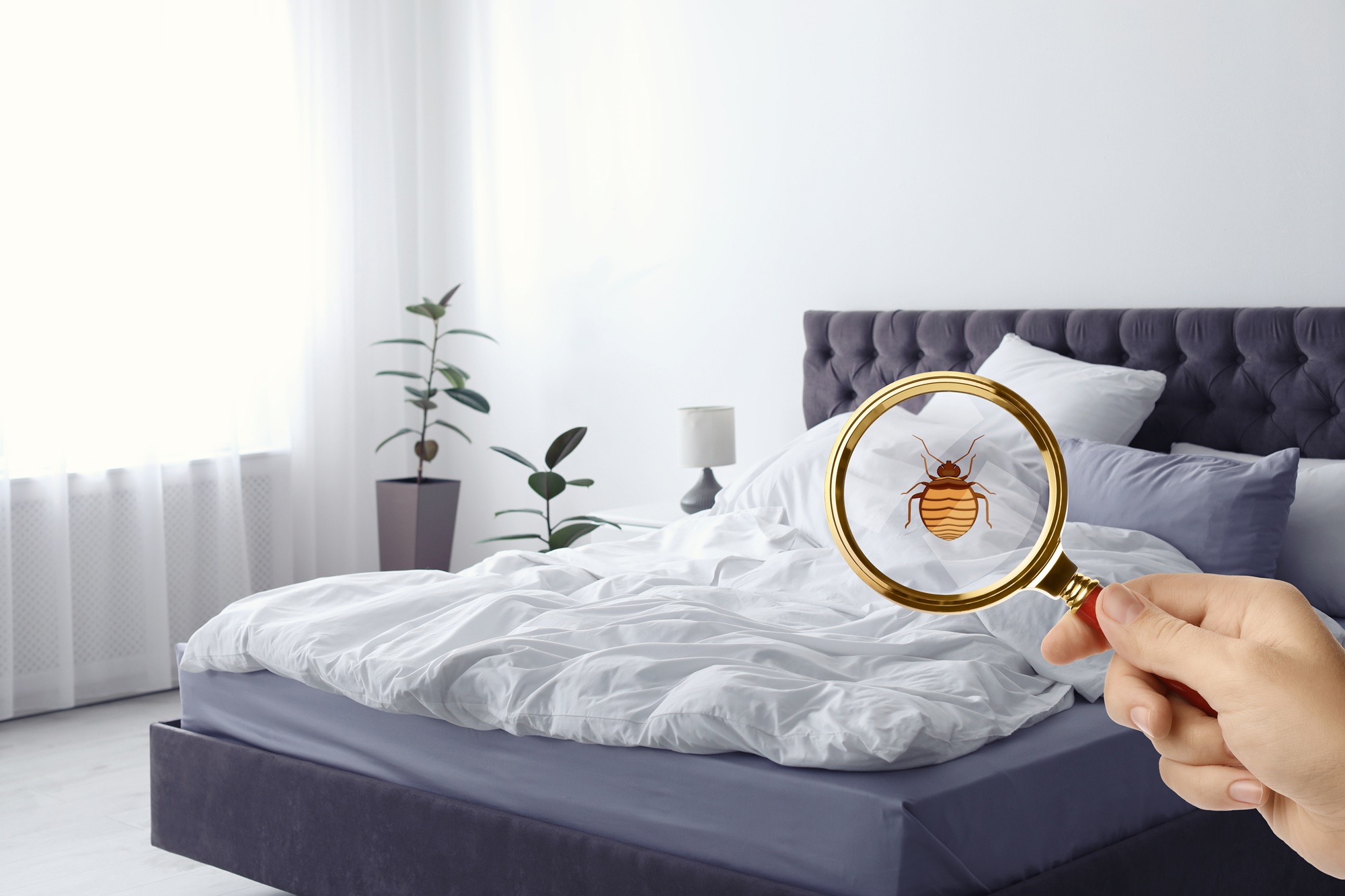Bed Bug Treatment Salem OR Bed Bug Treatment Salem OR