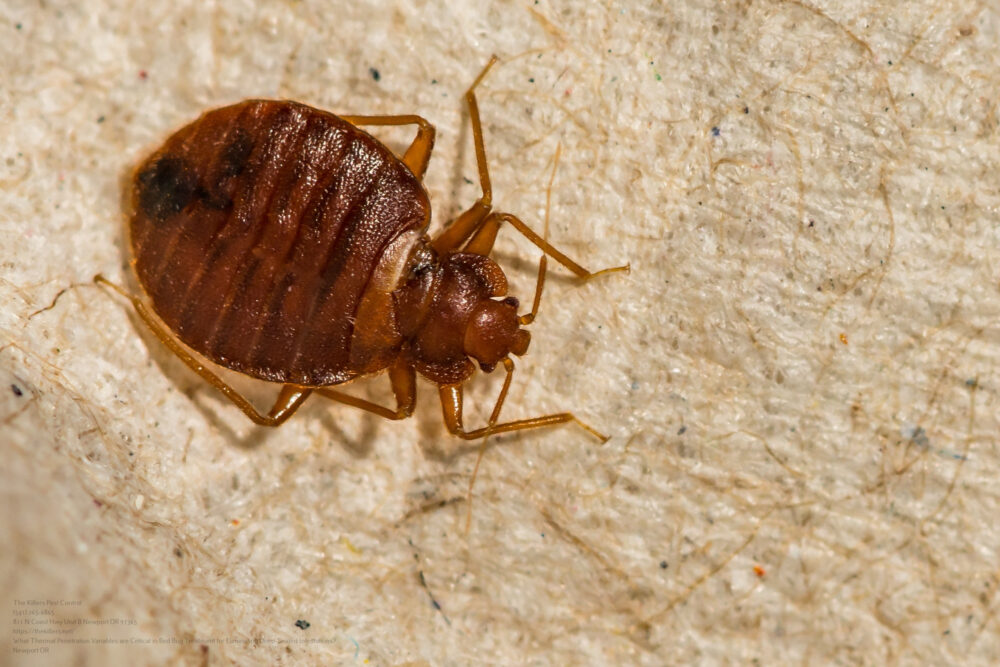 Bed Bug Treatment near me Salem OR