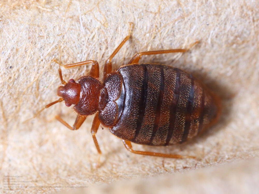 Bed Bug Treatment near me Salem OR