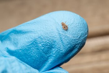 Free Pest Inspection Salem OR