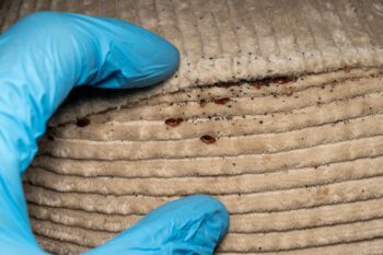 Free Pest Inspection Salem OR