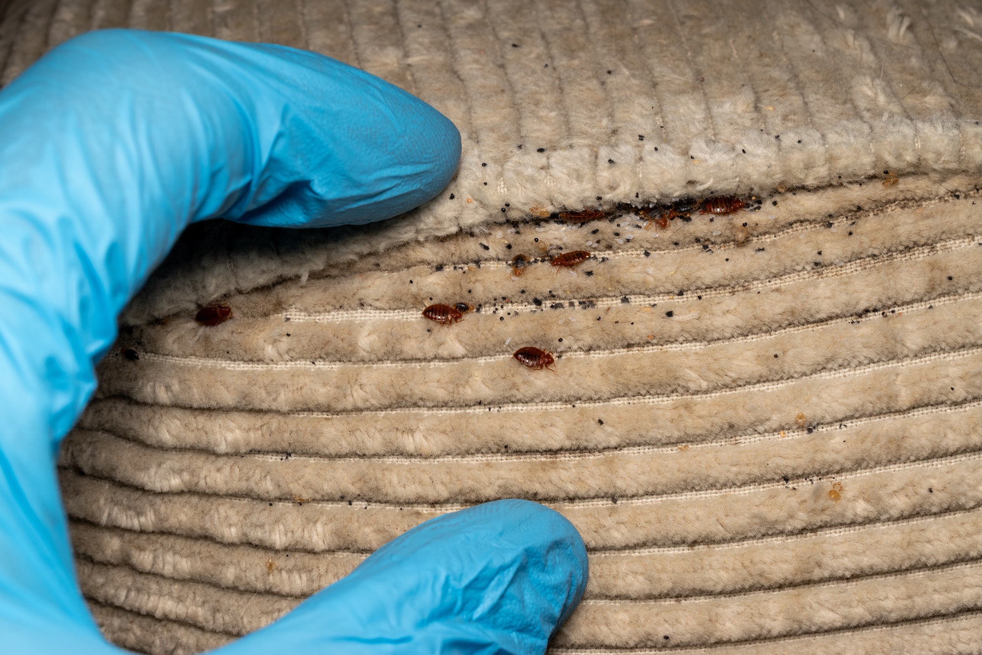 Free Pest Inspection Salem OR