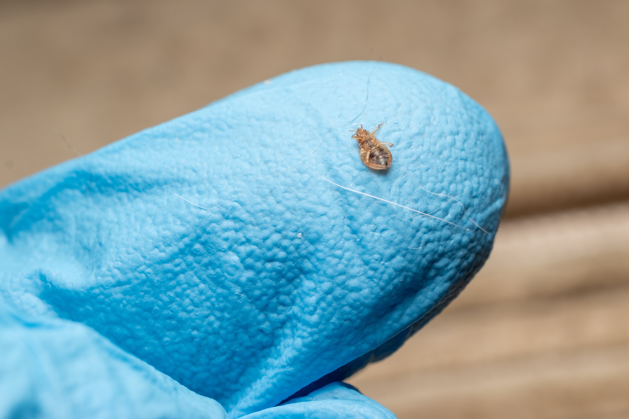 Free Pest Inspection Salem OR Free Pest Inspection Salem OR