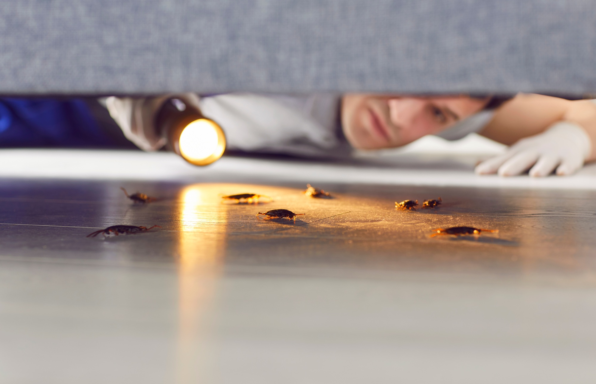 Free Pest Inspection Vancouver WA