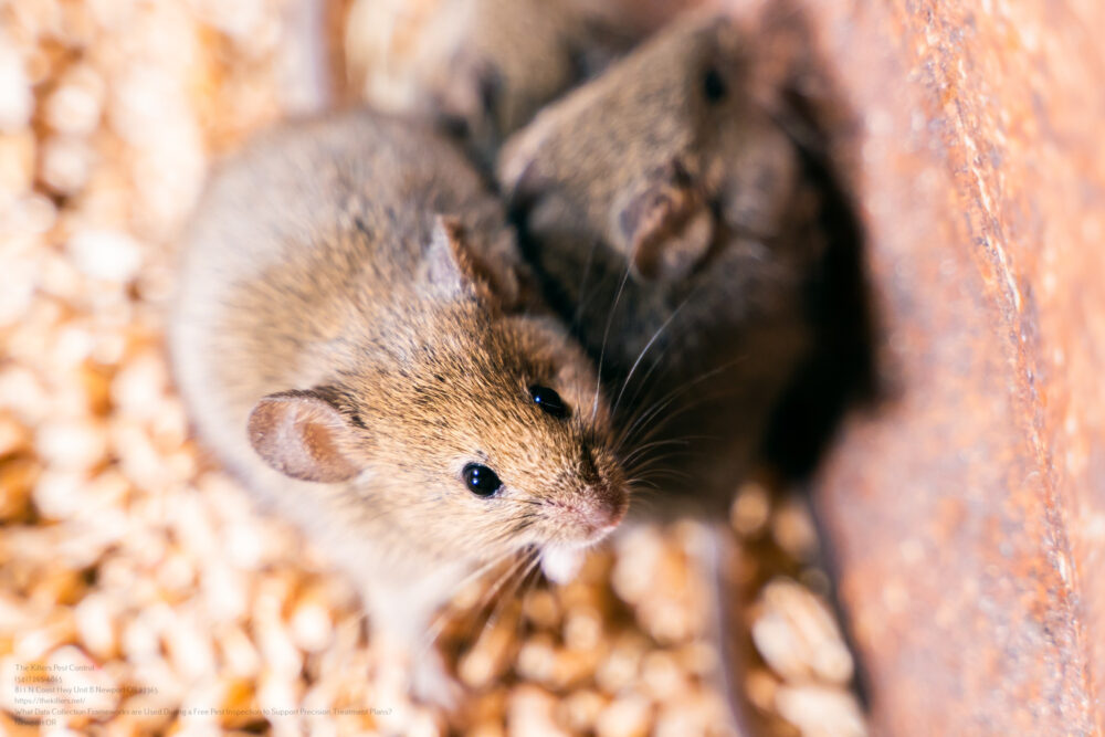 Free Pest Inspection near me Newport OR