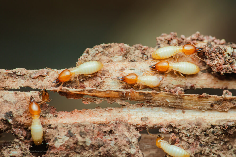 Free Pest Inspection near me Salem OR