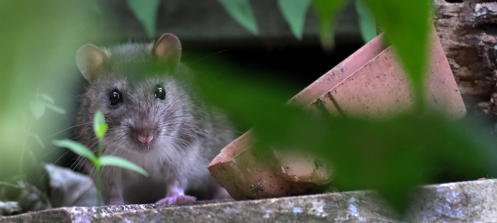 Pest Control Newport OR
