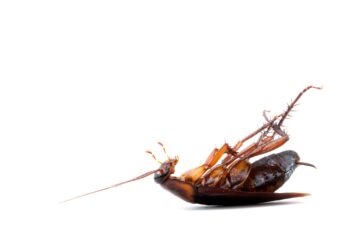 Pest Control Portland