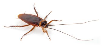 Pest Control Vancouver WA