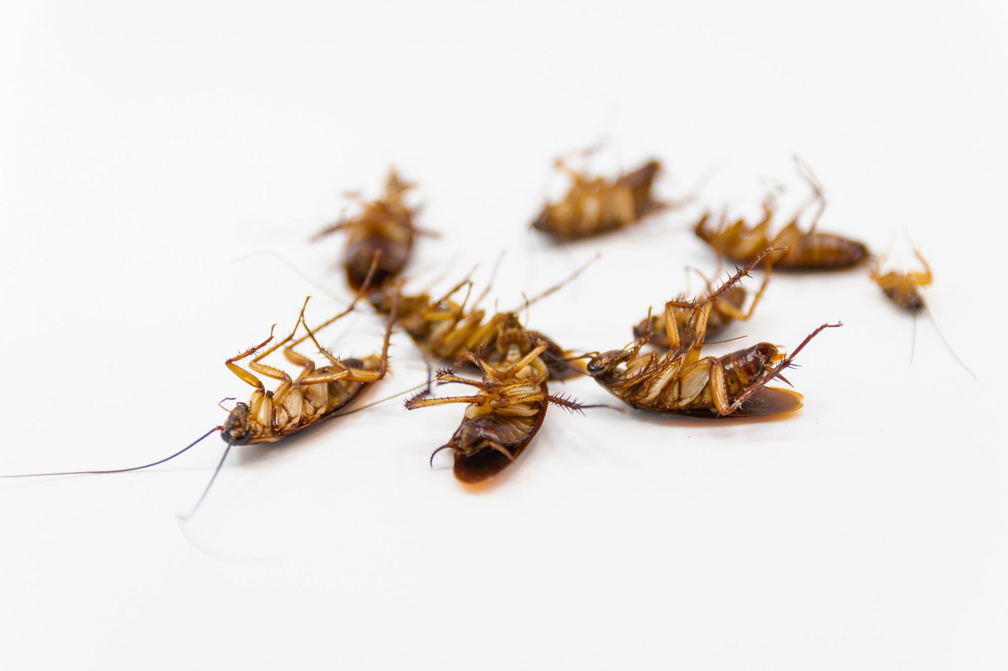 Pest Control Vancouver WA Pest Control Vancouver WA