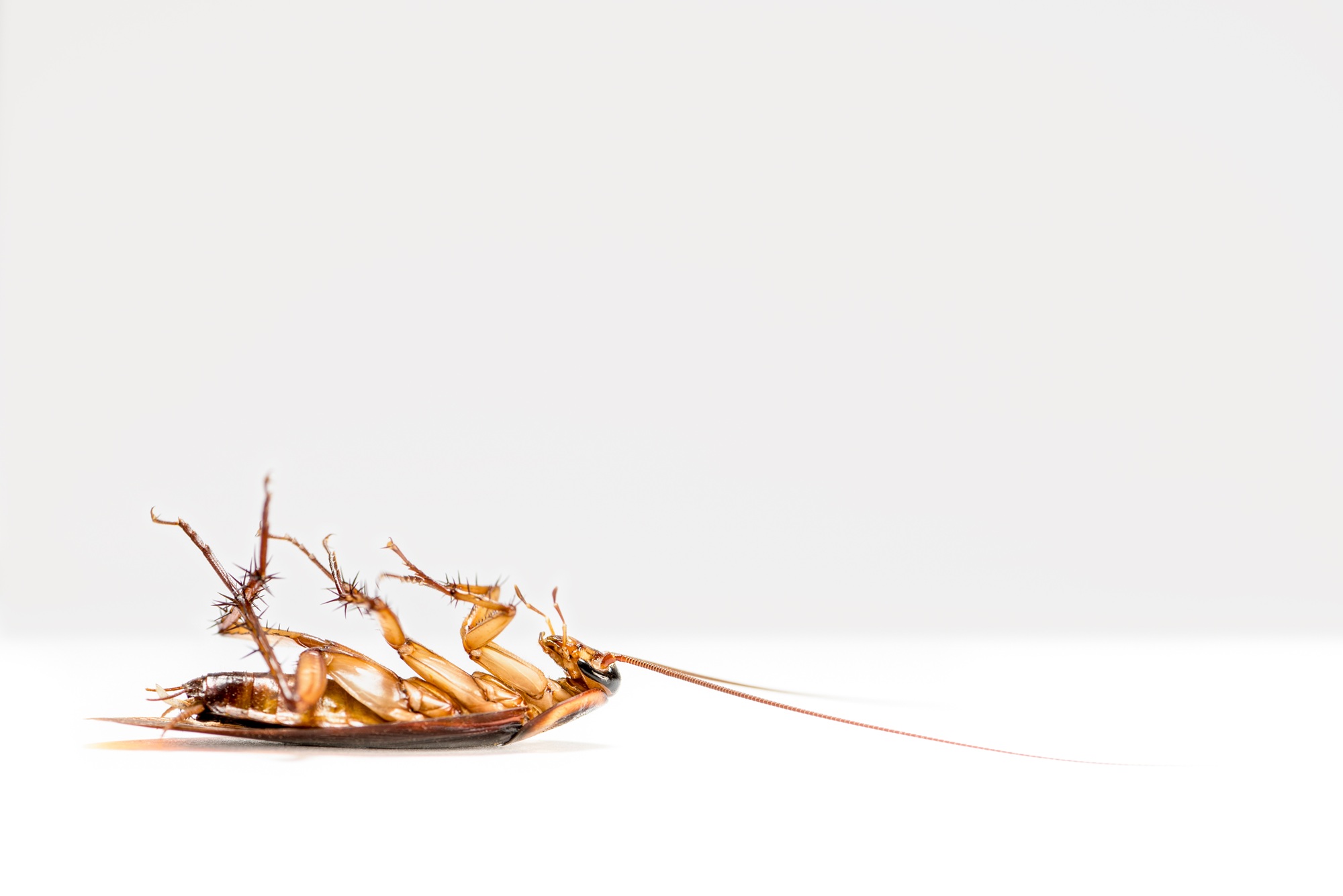 Pest Control Newport OR