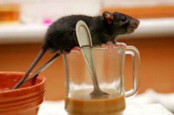 Pest Control Portland
