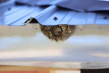 Bee Removal Portland OR