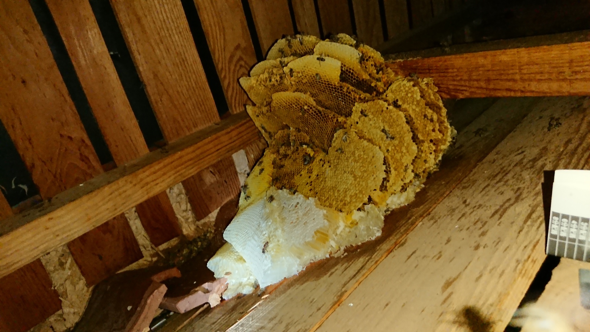 Bee Removal Portland OR Bee Removal Portland OR
