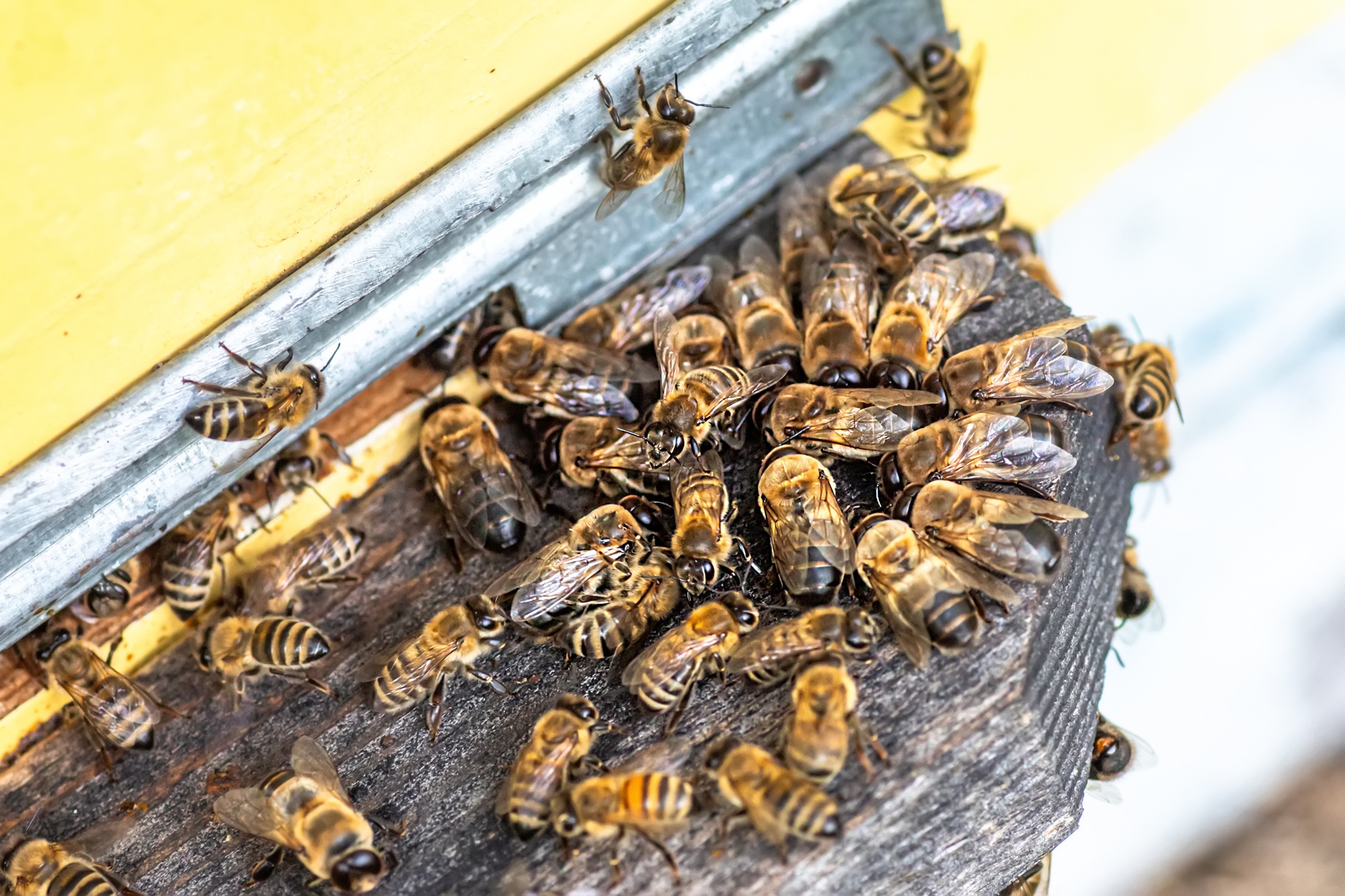 Bee Removal Portland OR Bee Removal Portland OR