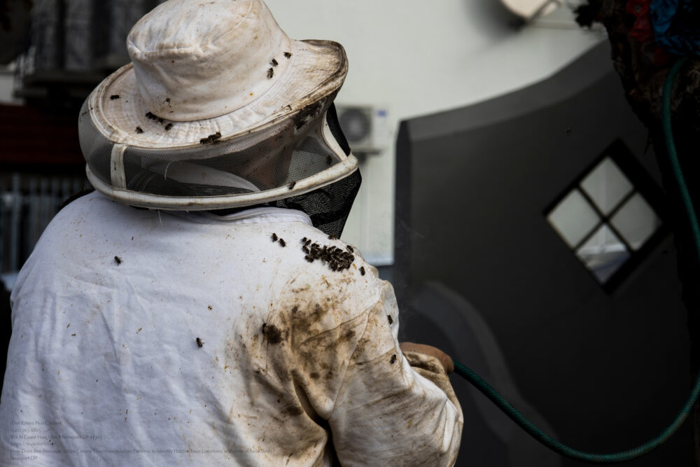 Bee Removal near me Portland OR
