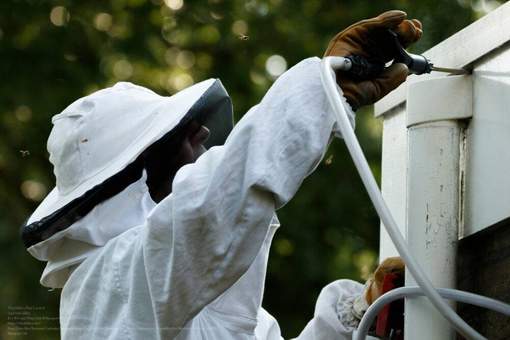 Bee Removal near me Portland OR