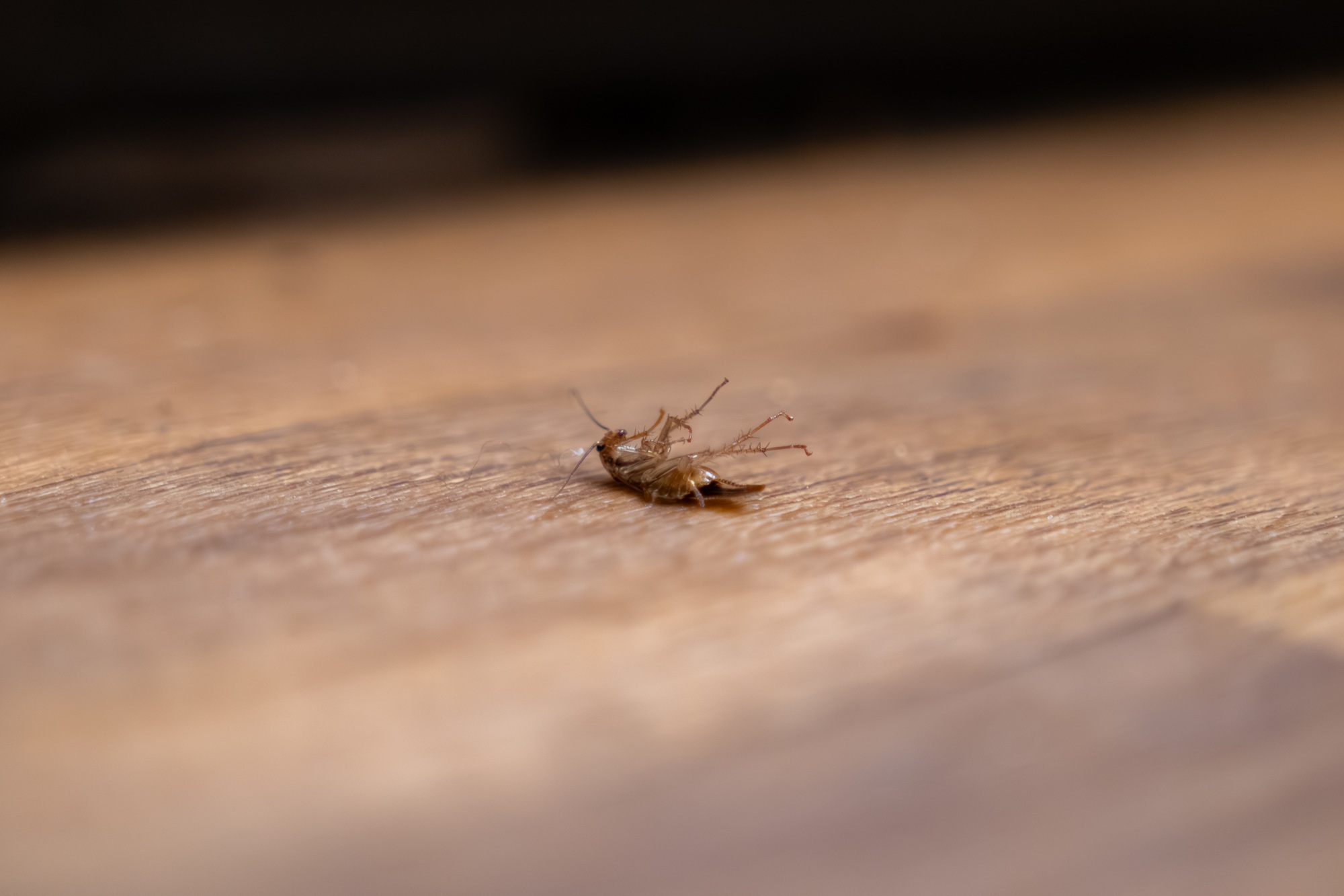 Pest Control Newport OR Pest Control Newport OR