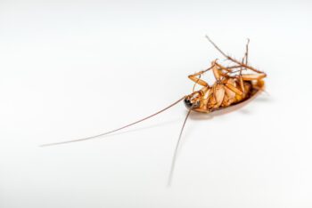 Pest Control Newport OR