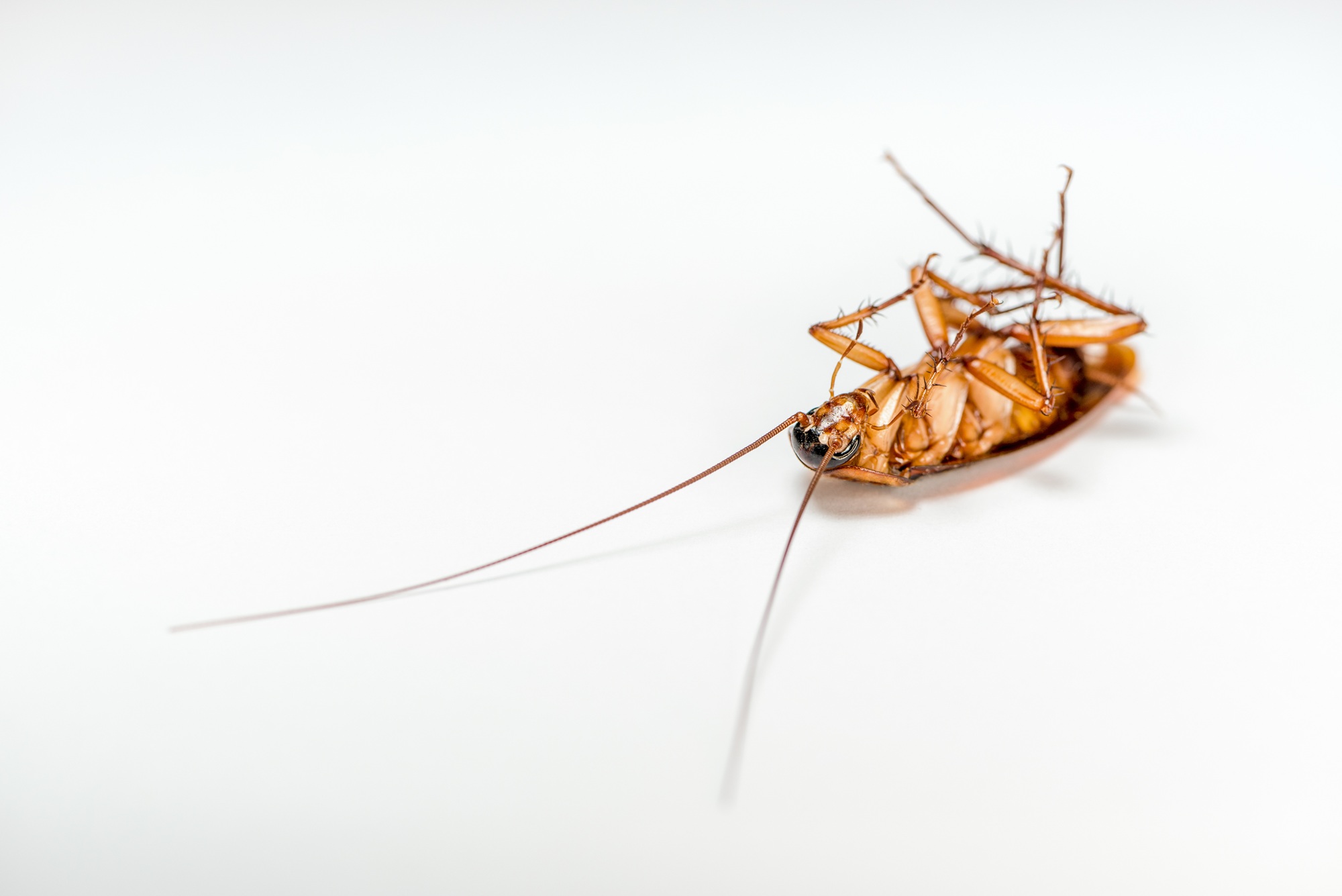 Pest Control Newport OR