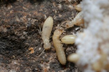 Termite Baiting Salem OR