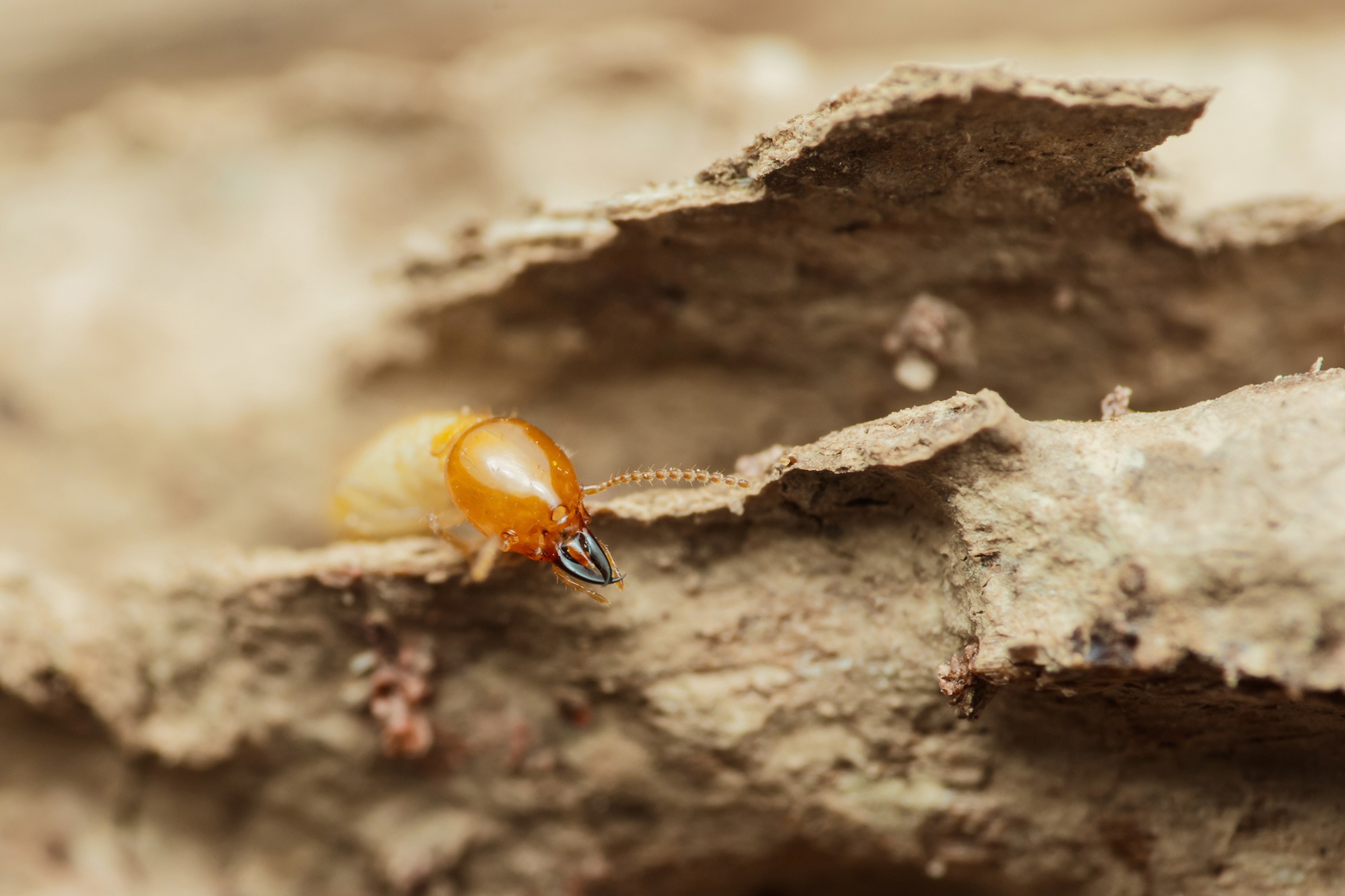 Termite Baiting Salem OR Termite Baiting Salem OR