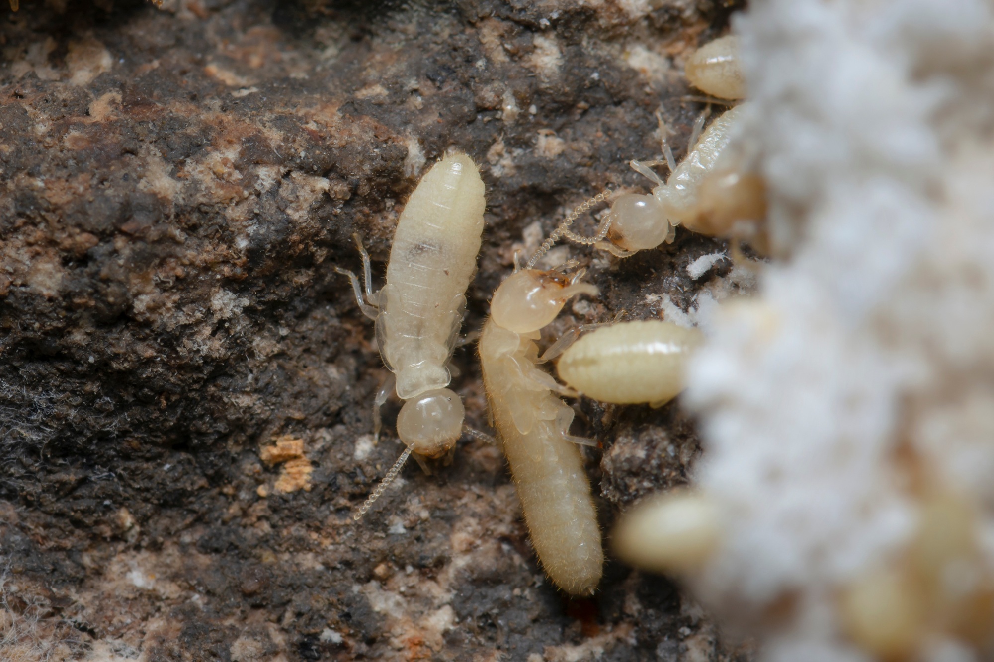 Termite Baiting Salem OR