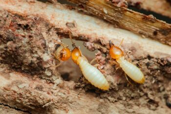 Termite Baiting Salem OR