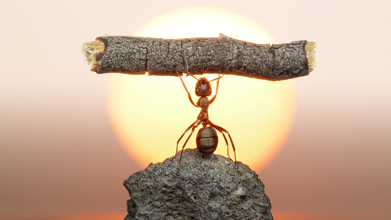 Best Pest Control Portland OR