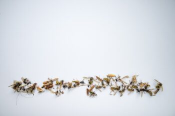 Ant Removal Vancouver
