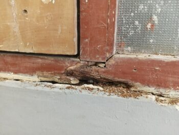 Ant Removal Vancouver WA