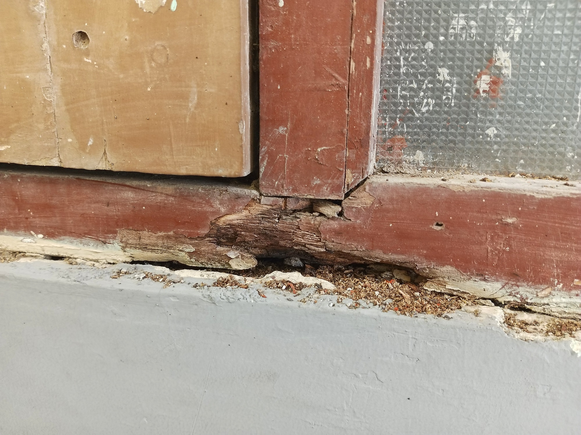 Ant Removal Vancouver WA