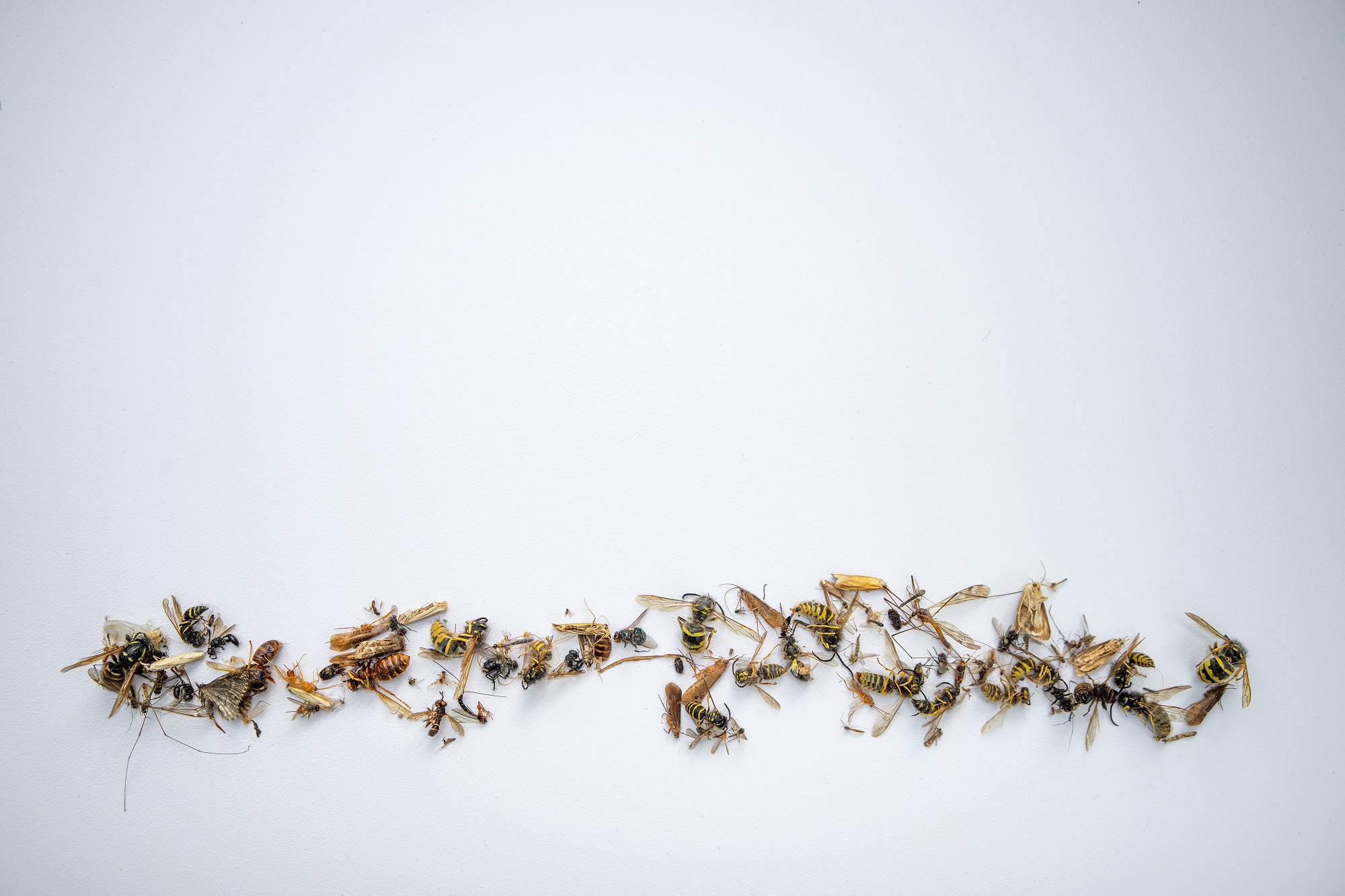 Ant Removal Vancouver Ant Removal Vancouver