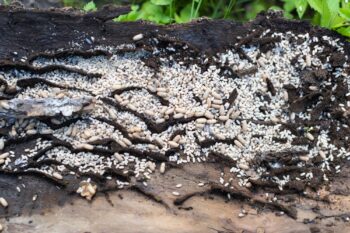 Ant Removal in Vancouver WA