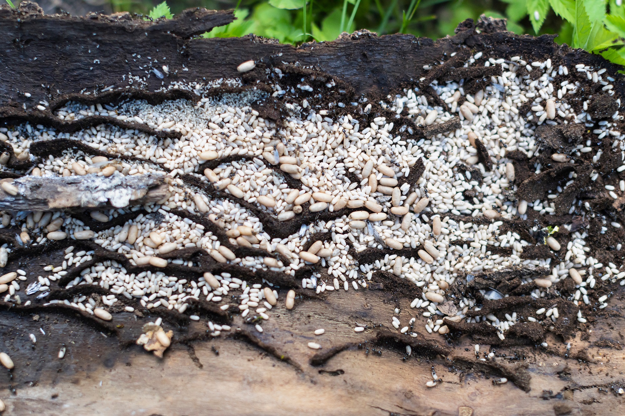 Ant Removal in Vancouver WA