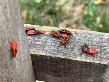 Boxelder Bug Removal Portland