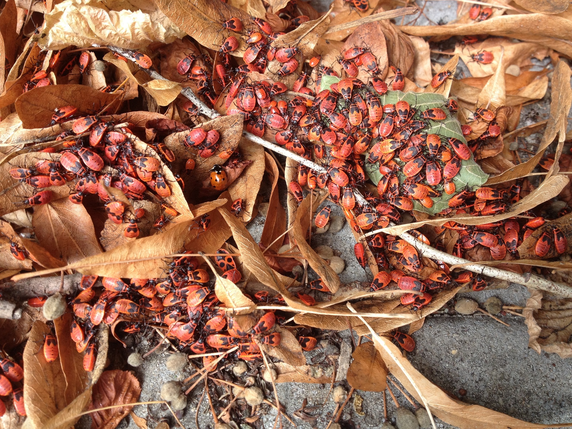 Boxelder Bug Removal Portland OR
