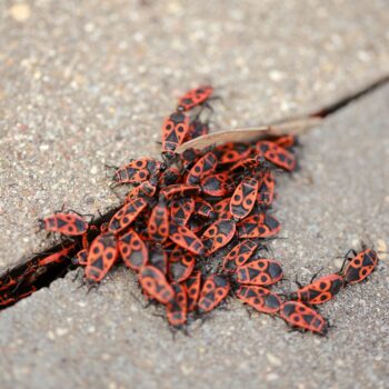 Boxelder Bug Removal in Portland OR
