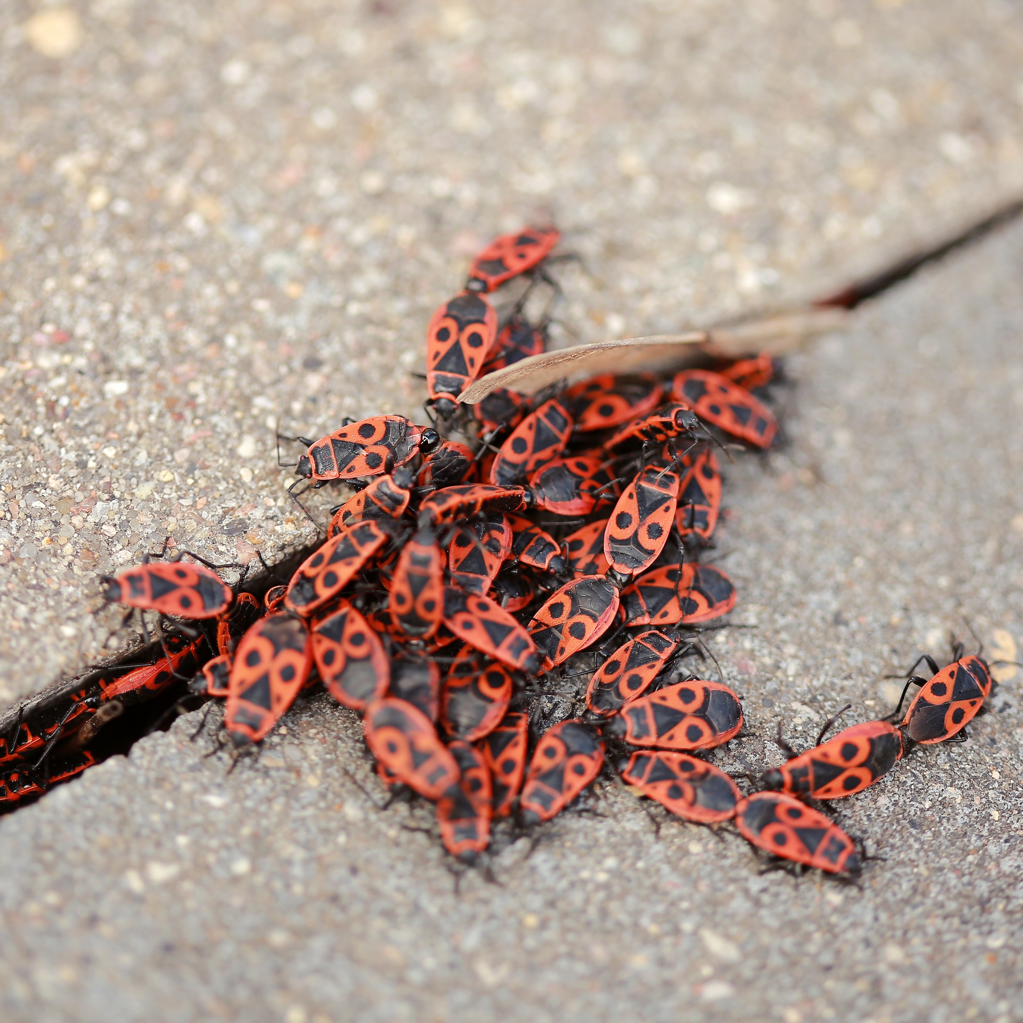 Boxelder Bug Removal in Portland OR