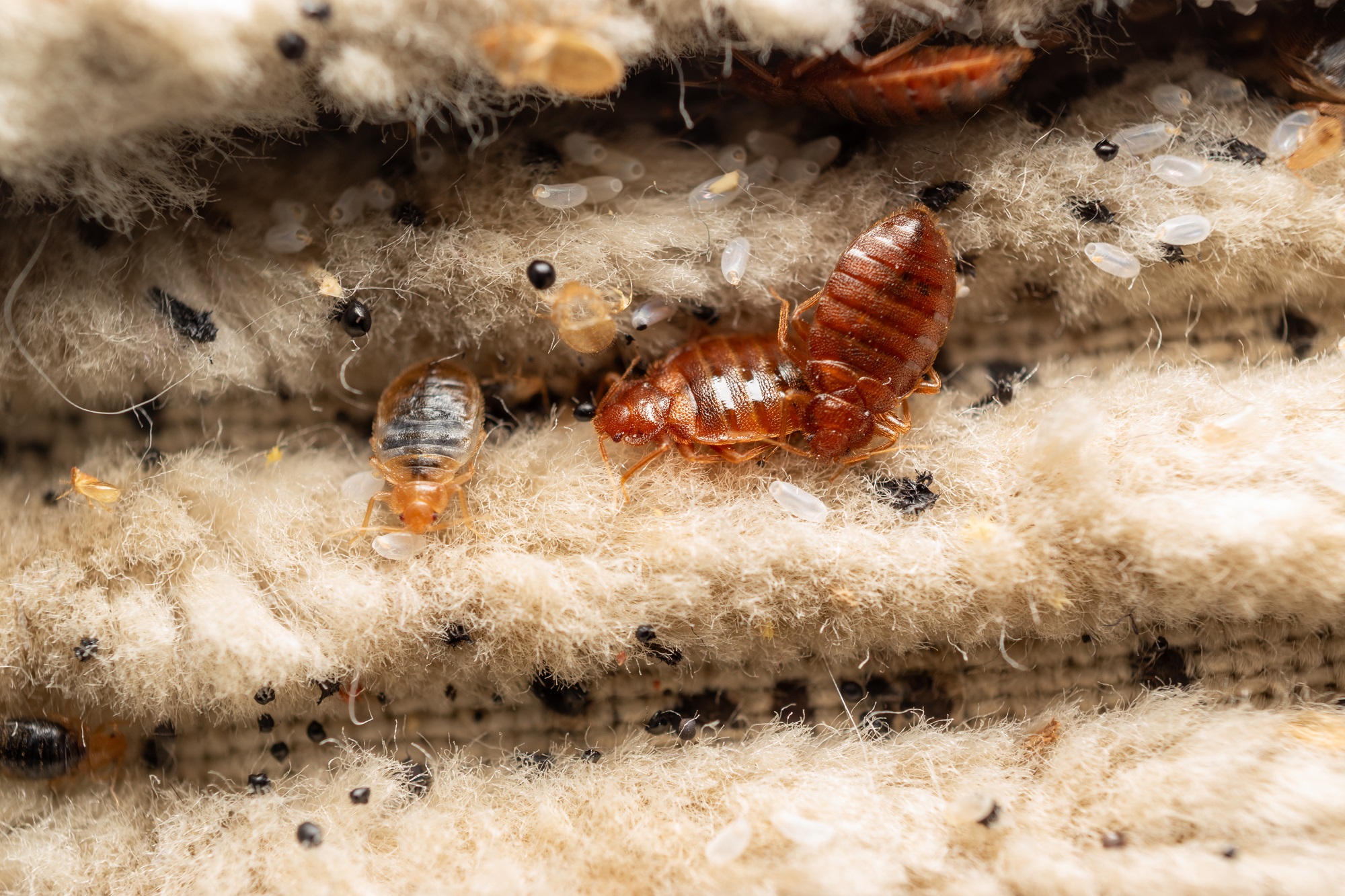 Free Pest Inspection Newport OR