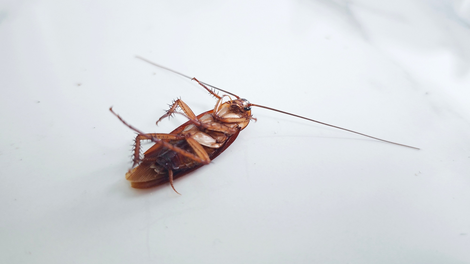 Free Pest Inspection Newport