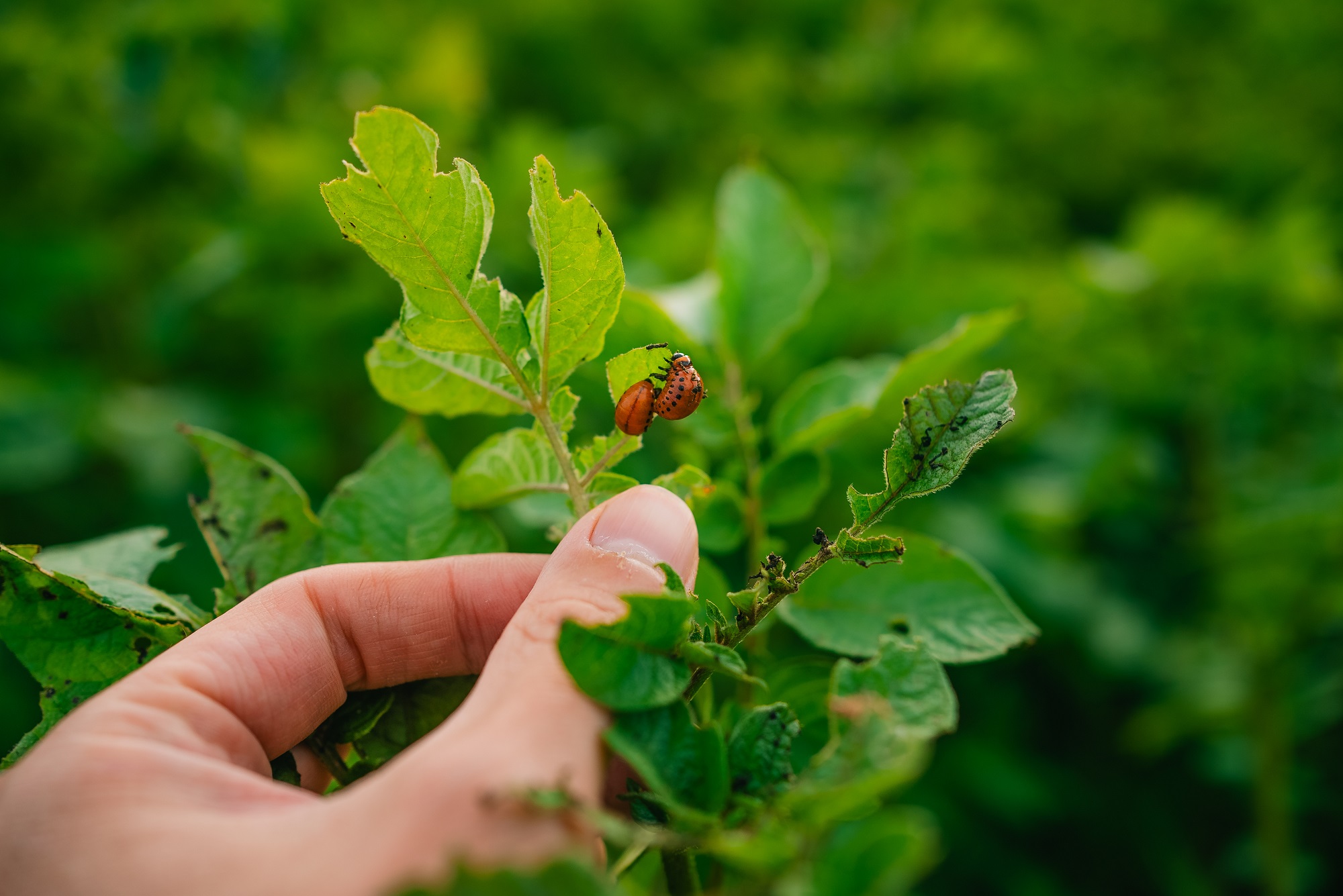Free Pest Inspection Salem