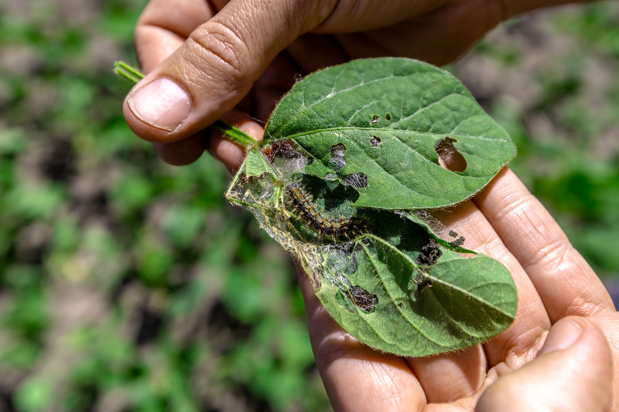 Free Pest Inspection in Newport OR