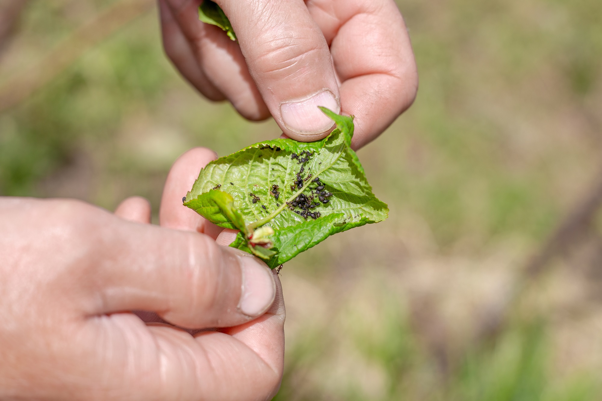 Free Pest Inspection in Salem OR